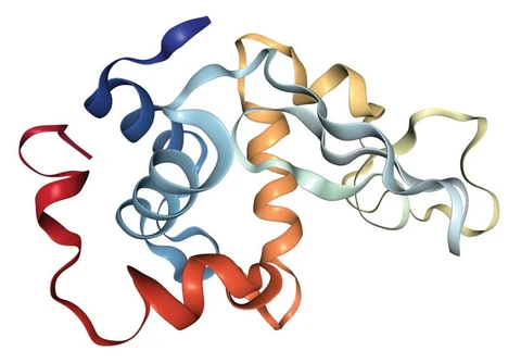 Lysozyme in immune system